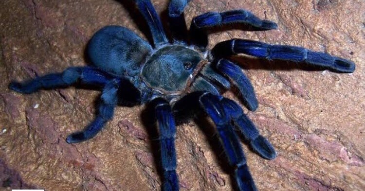 The Cobalt Blue Tarantula