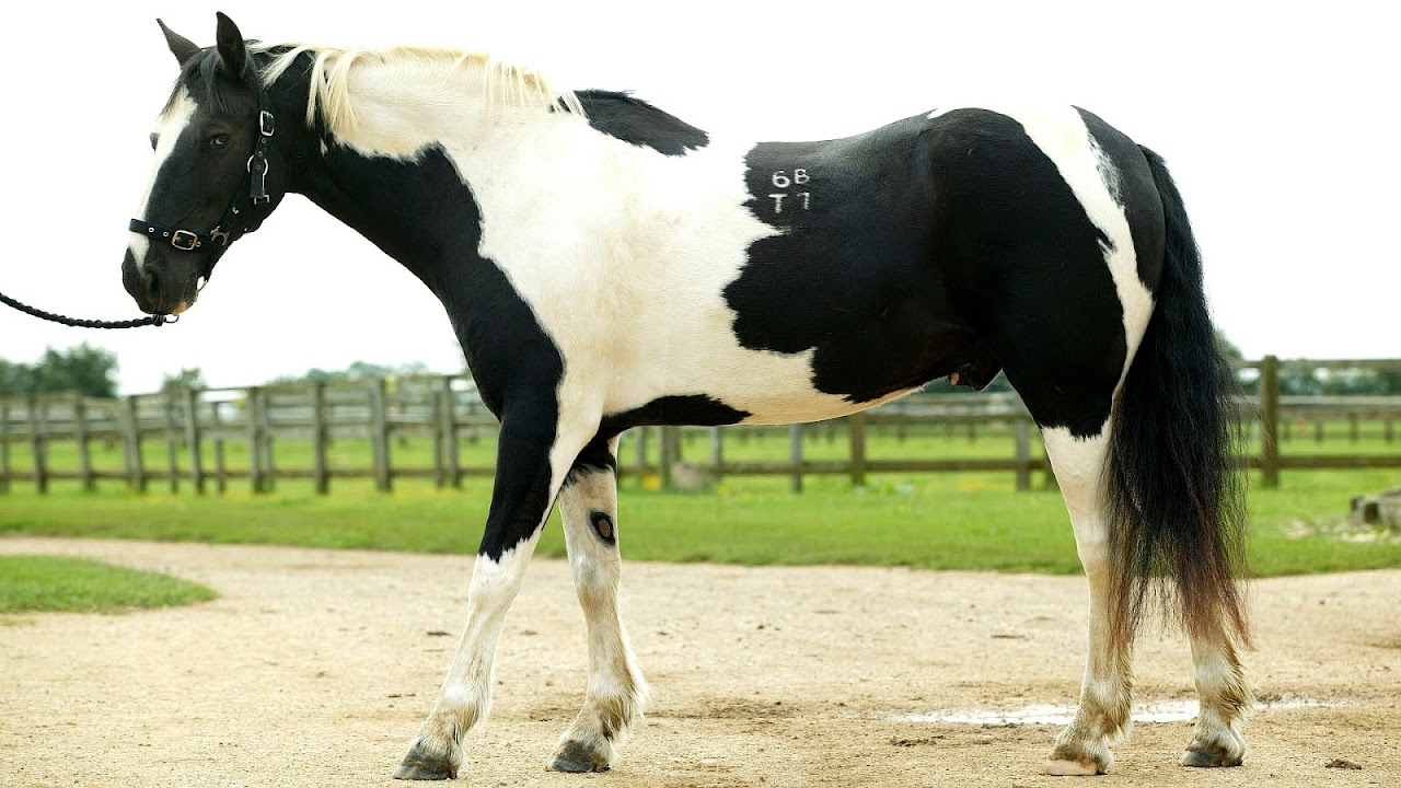 Diet For Laminitic Horses Horse Choices