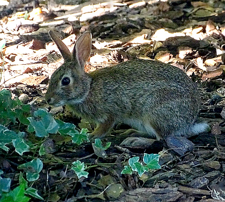 A Breath of Fresh Air The figeating bunny neighbors hurricane watch!