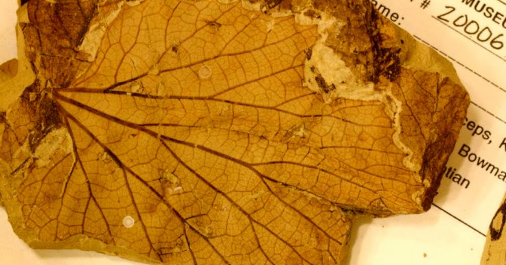 Rareresource: Meteorite that killed dinosaurs gave way to leafy forests