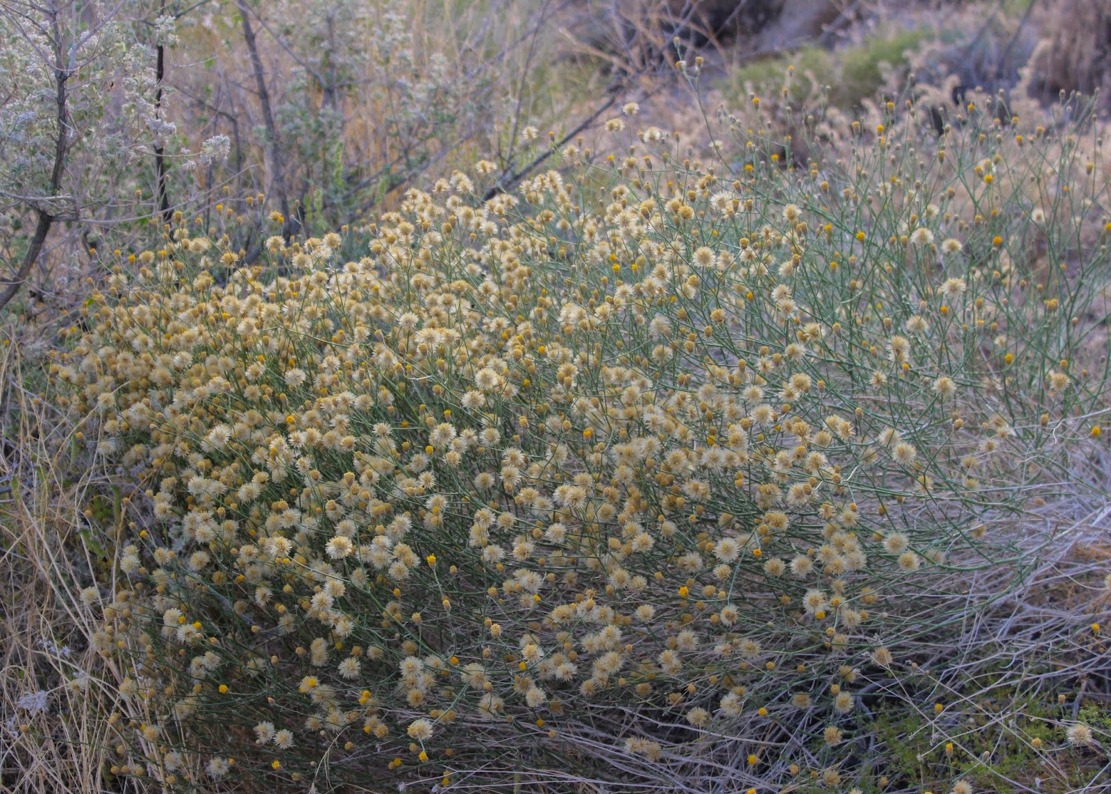 Cannundrums Button Brittlebush