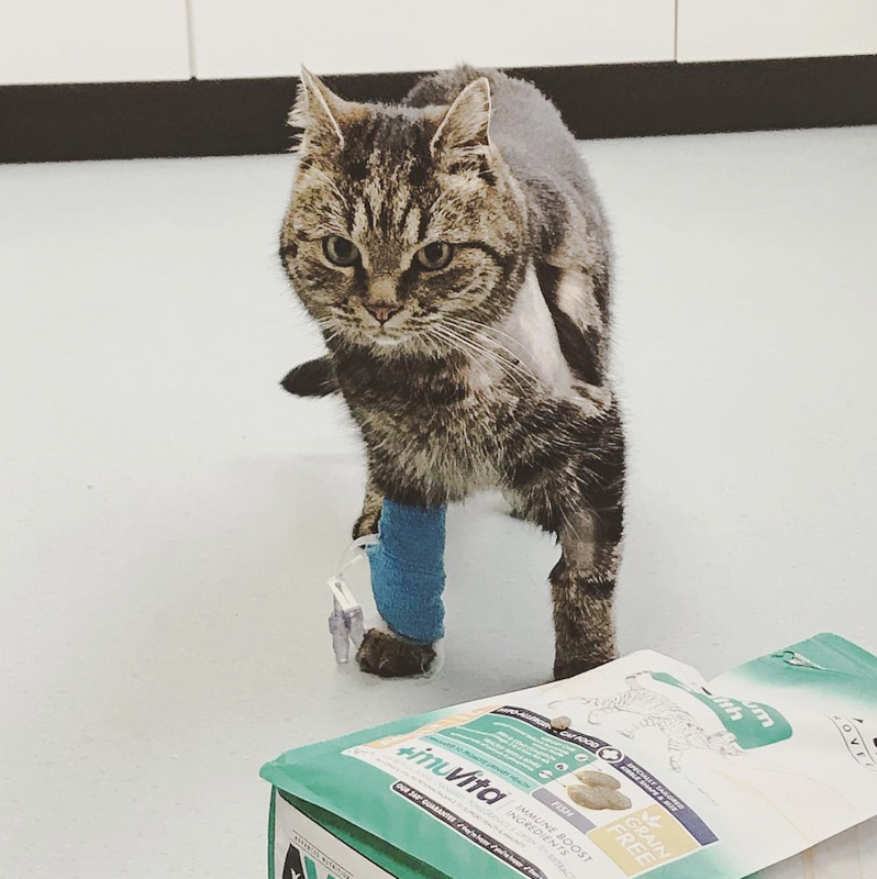 Mau Mew Cat almost died from pancytopenia after eating cat food linked