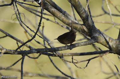 Cargolet (Troglodytes troglodytes)