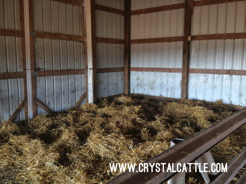 Crystal Cattle New Bedding for a New Year