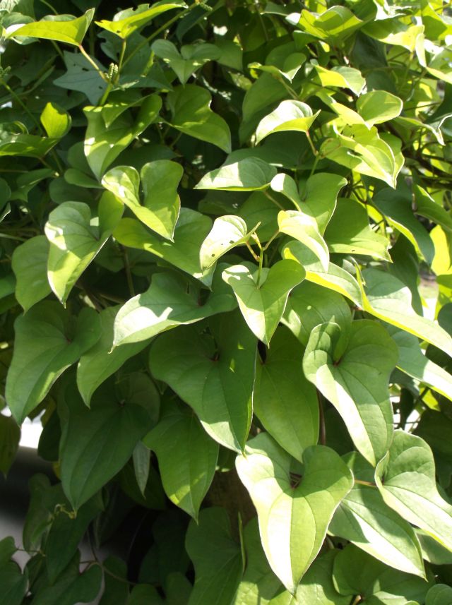 Future Plants by Randy Stewart Ornamental Yam