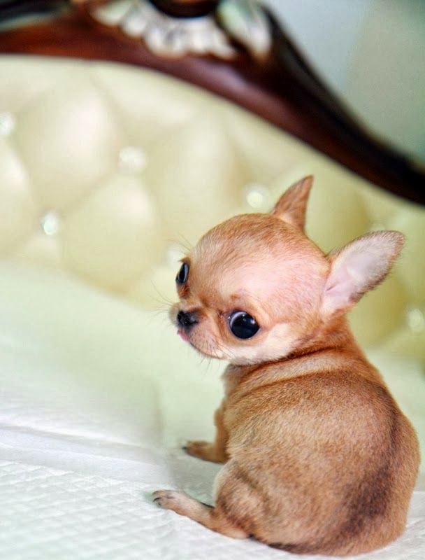  Top 5 Smallest Puppies You have Ever Seen