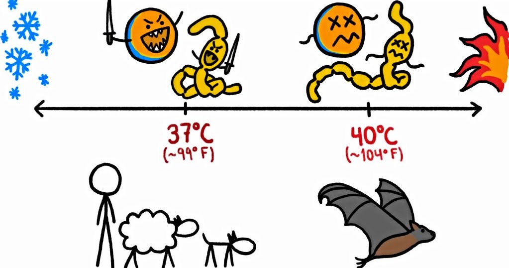 Health and Hygiene Why Do Fevers Get Worse at Night?