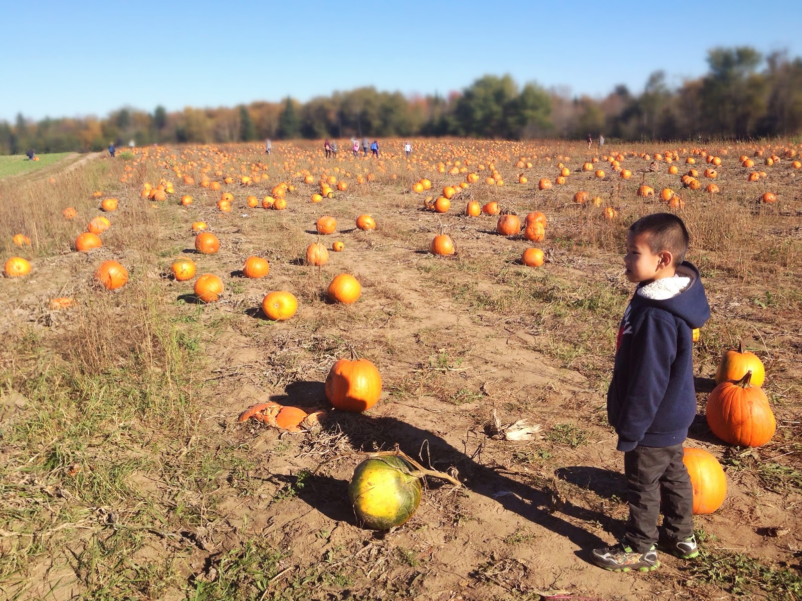 Lost in the Corn Maze {Cooper's Farm}