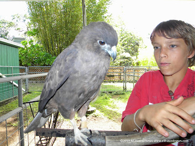 All Hawaii News Hawaiian Hawk Removed From Endangered Species