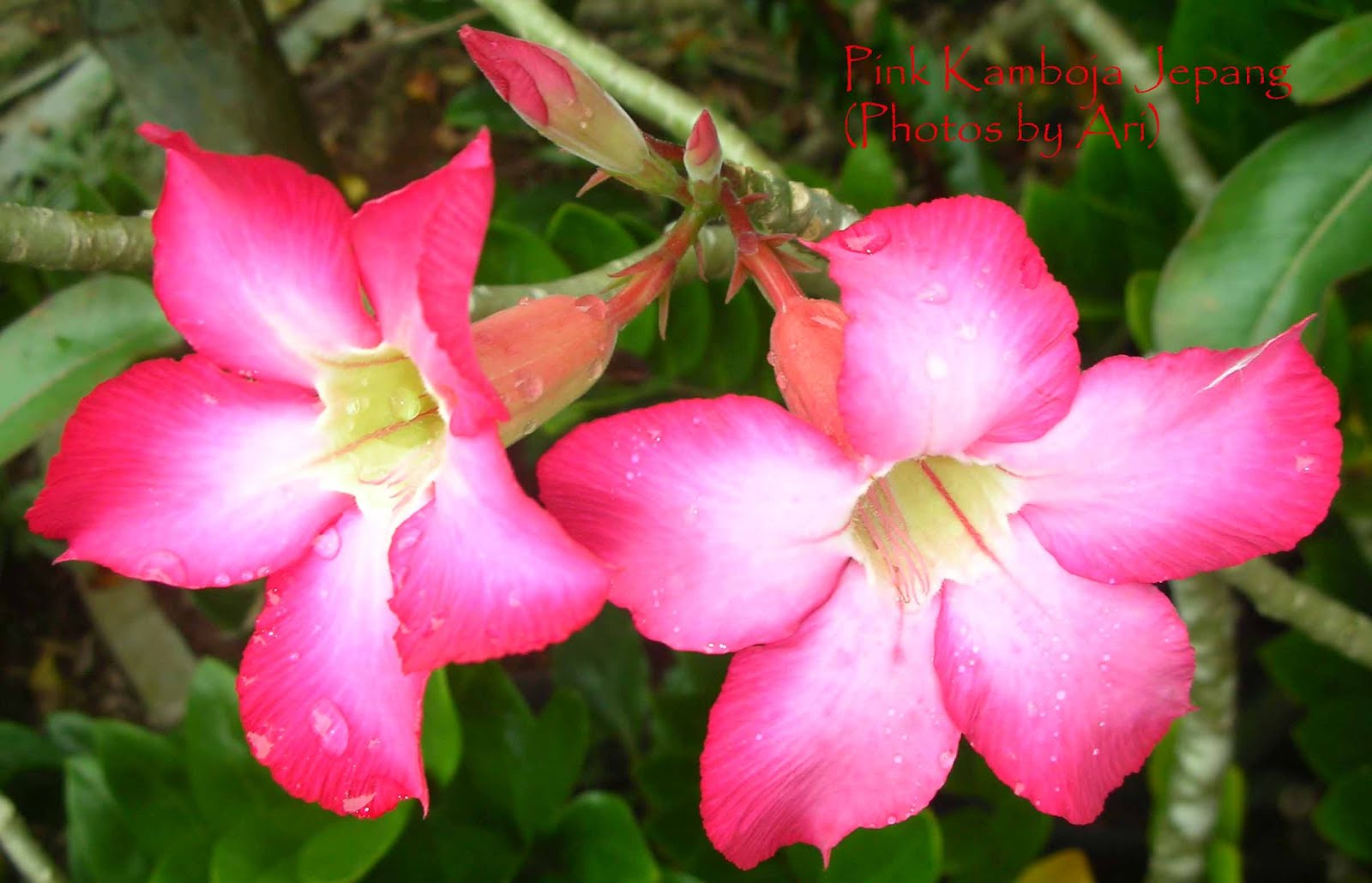 Floristari bunga  kamboja  jepang pink  3