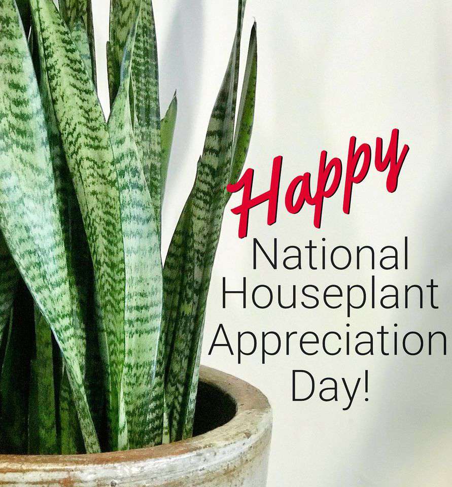 National Houseplant Appreciation Day Wishes for Whatsapp