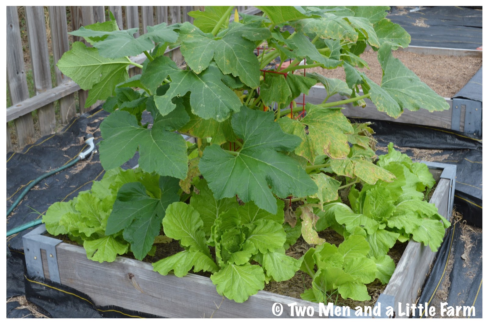 Two Men and a Little Farm FALL GARDEN HARVEST
