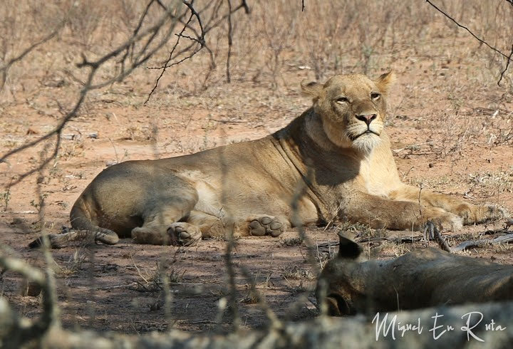 Leona en Tshokwane, Kruger