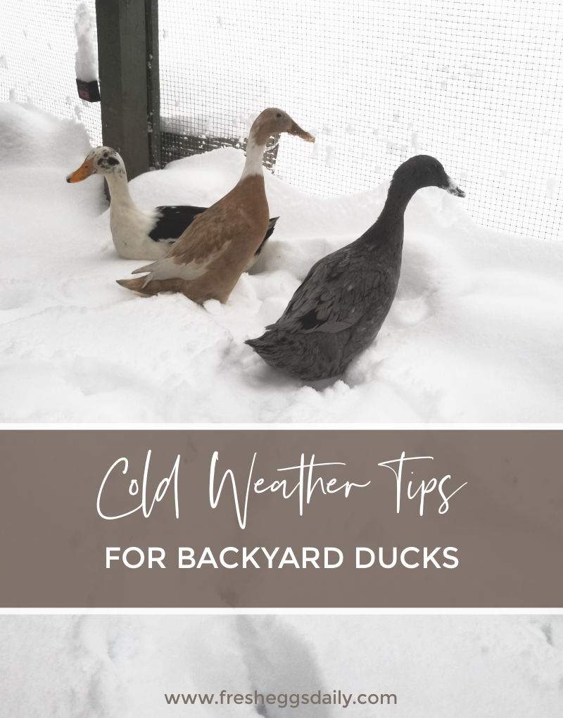 How to Care for Ducks in the Winter