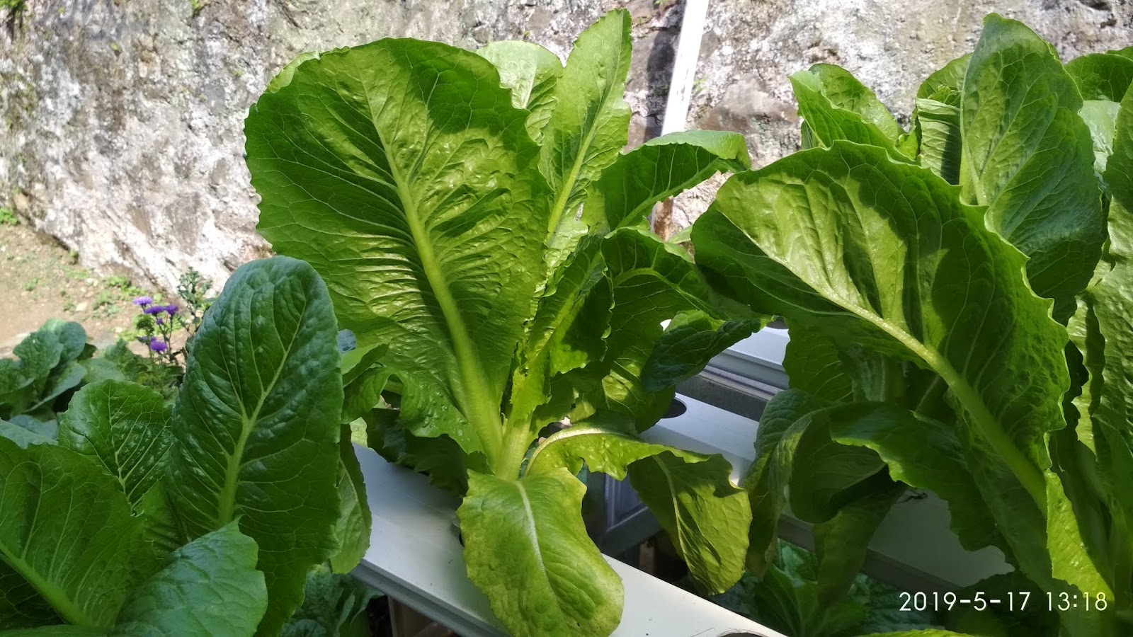 20 Jenis Tanaman Hidroponik Yang Mudah Untuk Di Budidayakan