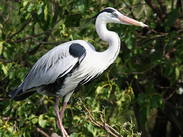 Image result for karikili bird sanctuary
