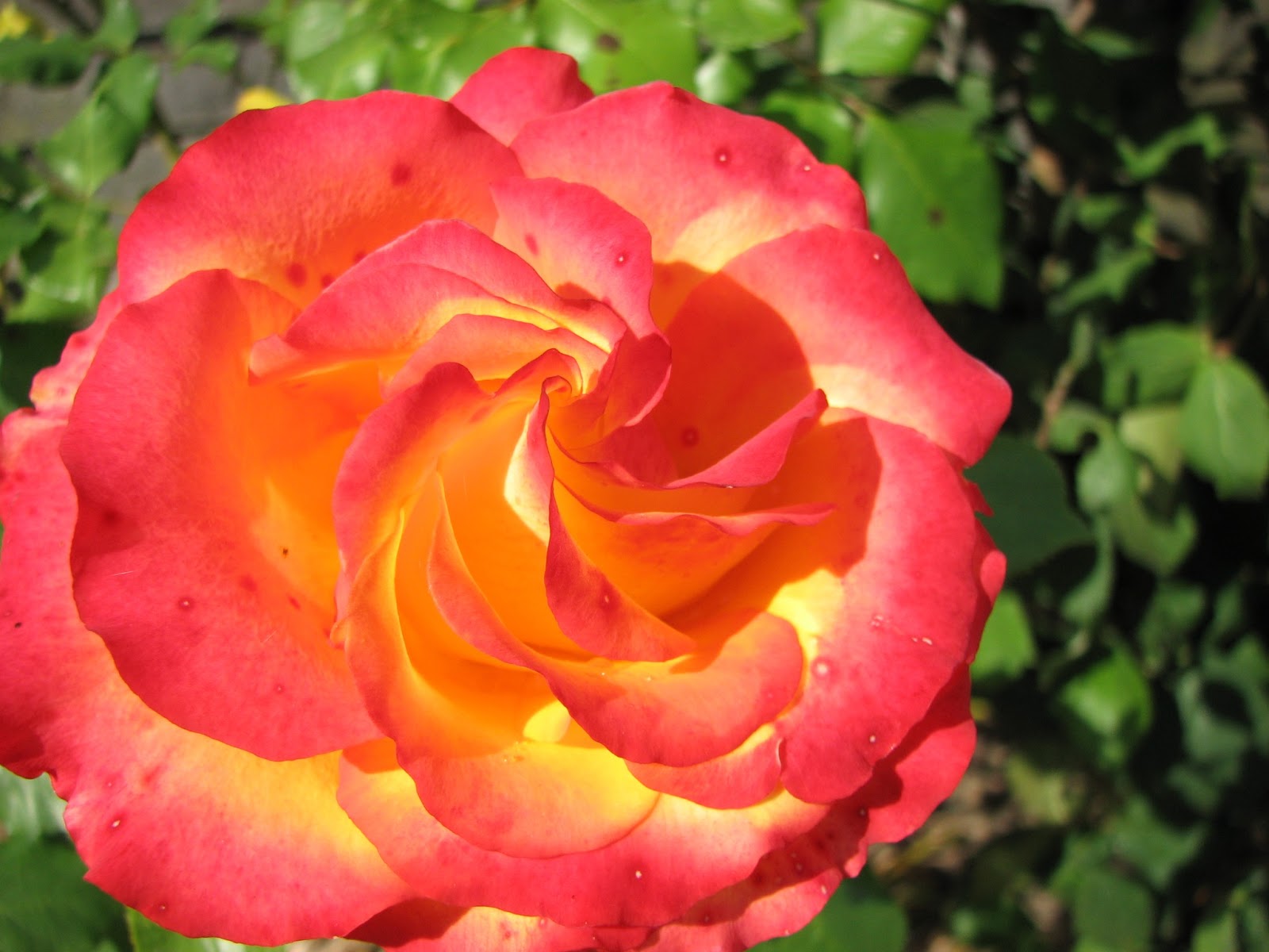 Purls In the Pool: The Roses in June