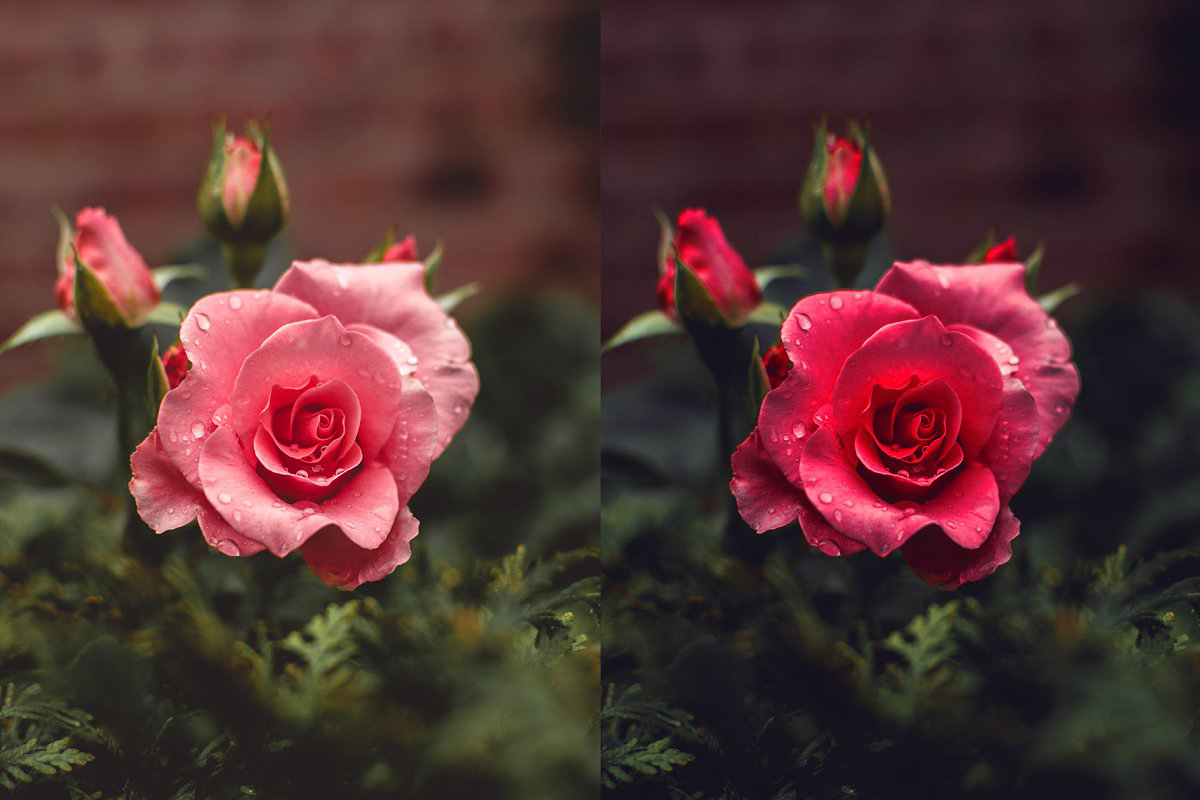 Rose Photoshop Action 4974092 2 Rose Photoshop Action 4974092
