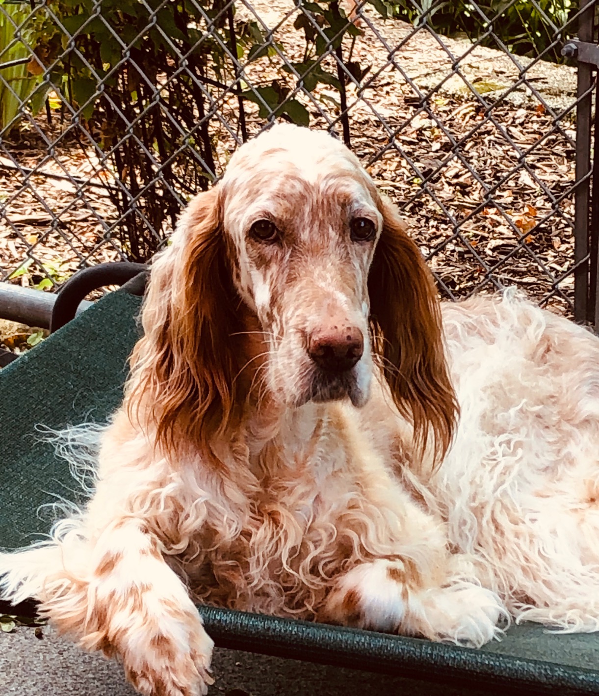 Linwood English Setters Classy