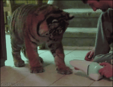 Funny animal gifs, funny animated pictures, funny animals