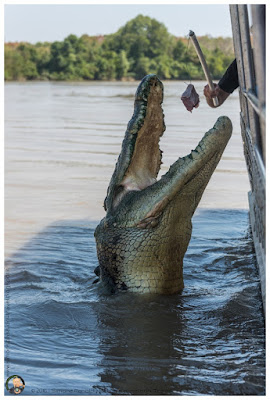 Jumping Crocs Jumping Crocs