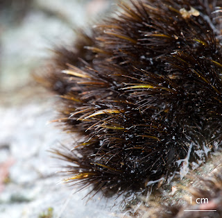 Musgo de la familia Leucobryaceae orden Dicranales