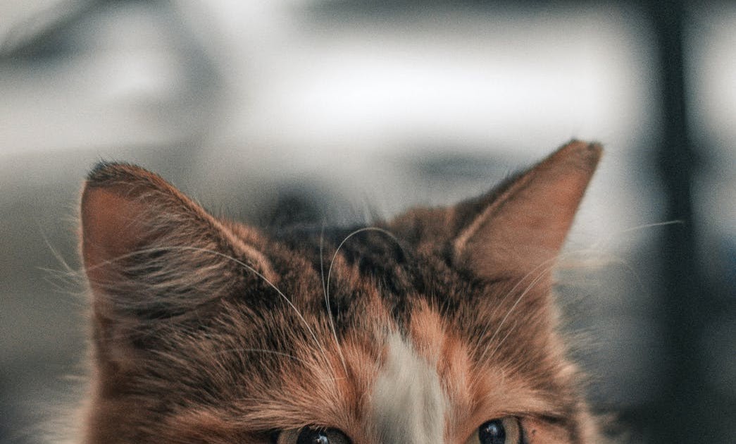 Patiska Kedisinin Özellikleri Nelerdir? Alacalı Kedi Hakkında Bilgiler