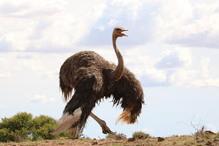 Las fantásticas avestruces. Aves. Gigantes y pesadas