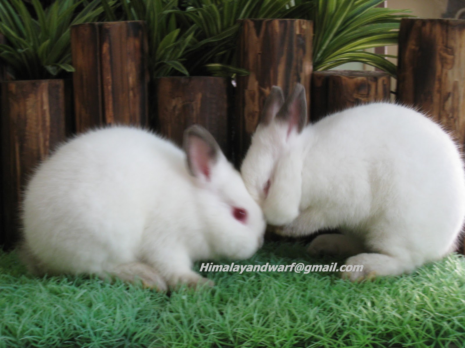 Himalayan Dwarf Rabbit