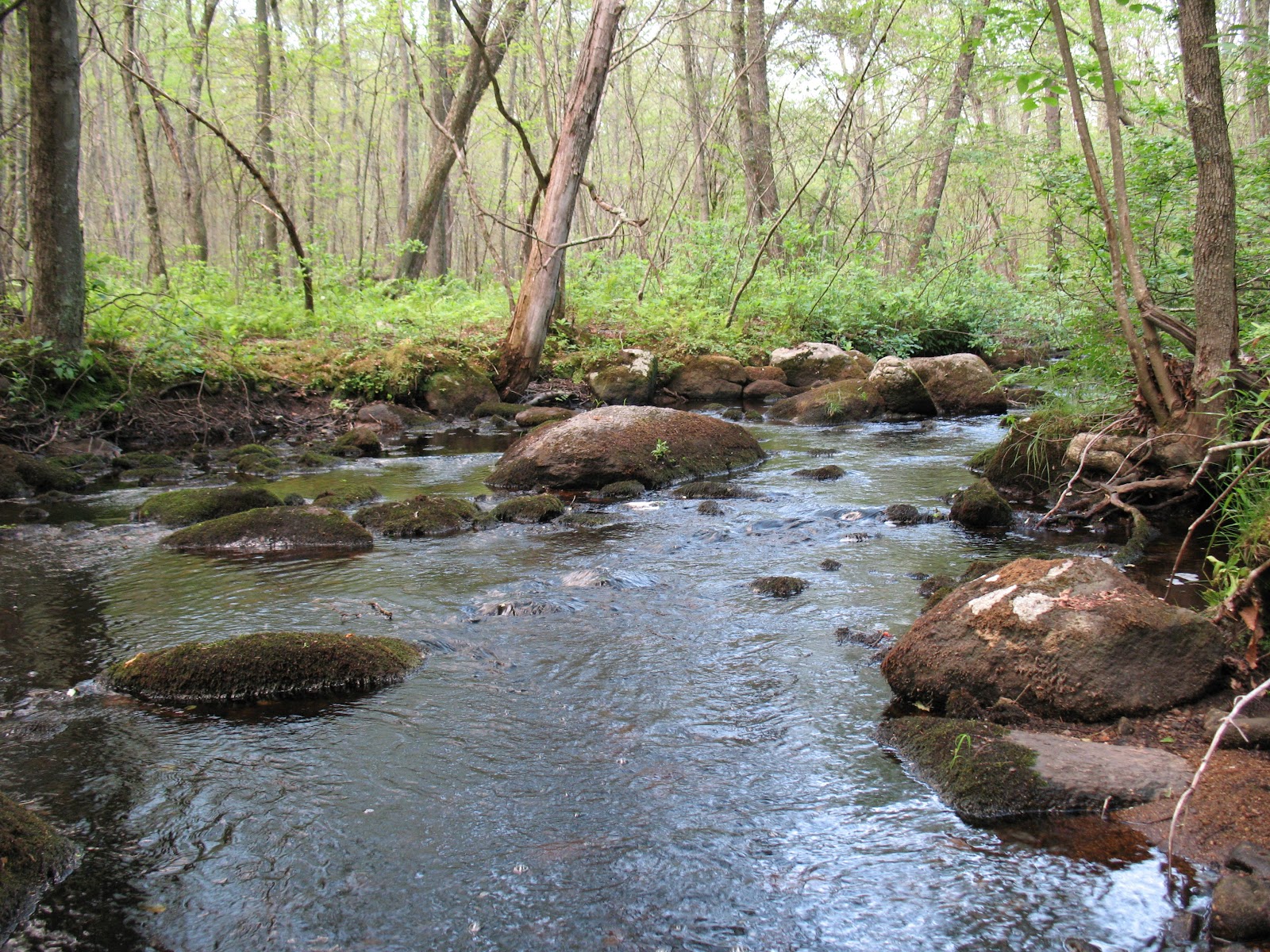 Leaving only the faintest of Traces Hiking closer to home Foster Land