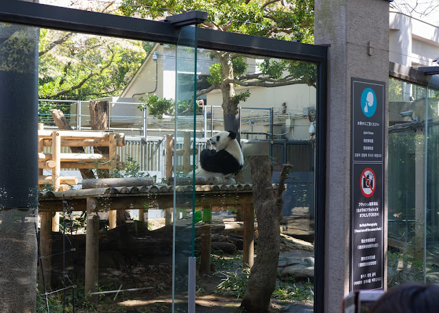 Panda at Ueno Zoo