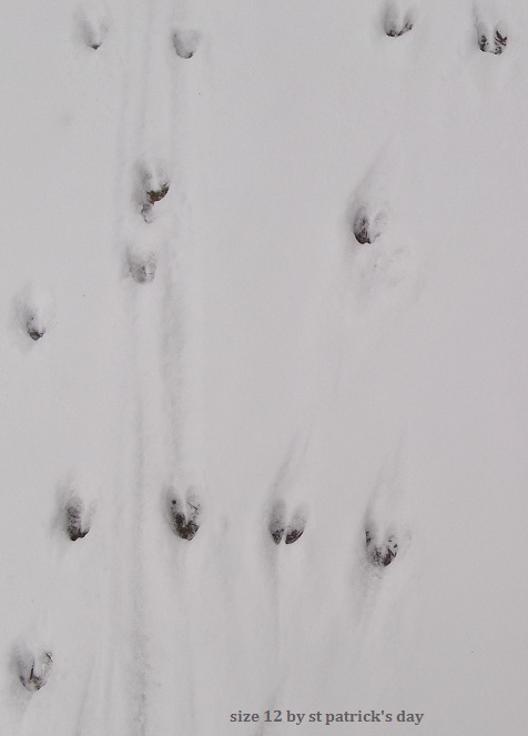 Deer Tracks Size