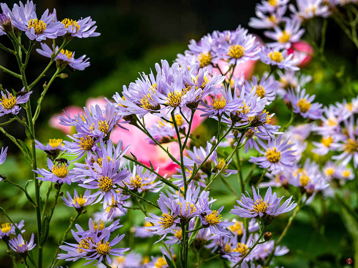 FROM THE GARDEN OF ZEN: Shion (Aster tataricus) flowers: Kaizo-ji