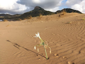 Calblanque, enclave de dunas vivas y dunas fósiles.