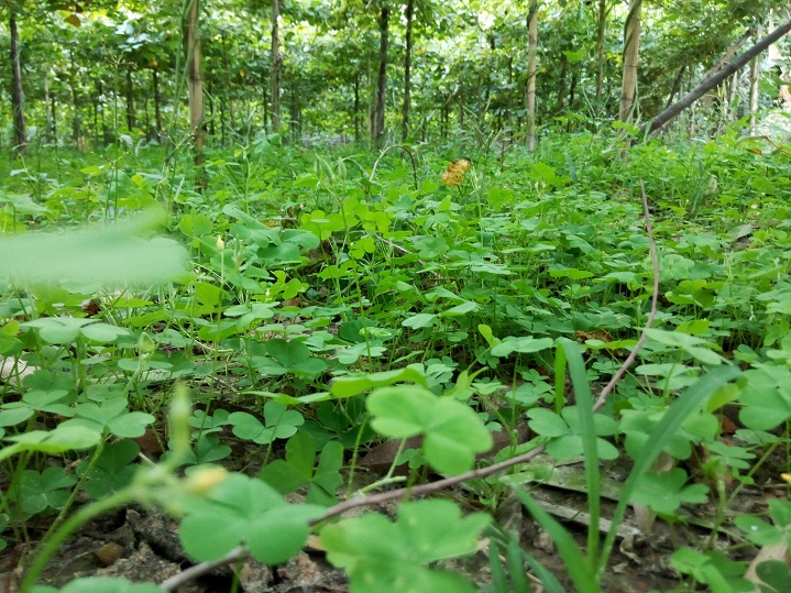 Primo GM2+ review Camera Sample