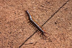 centipede giant scolopendra bite norden aloha subspinipes native