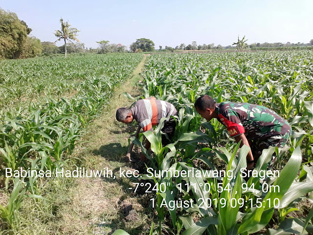Babinsa Bantu Petani Bersihkan Rumput di Lahan Jagung