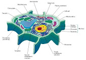 A plant cell. (Reproduced by permission of. The Gale Group