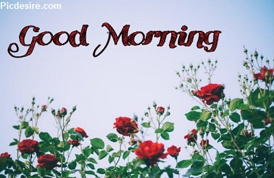 25+ Good morning wishes with Flowers Images 25+ Good morning wishes with Flowers Images