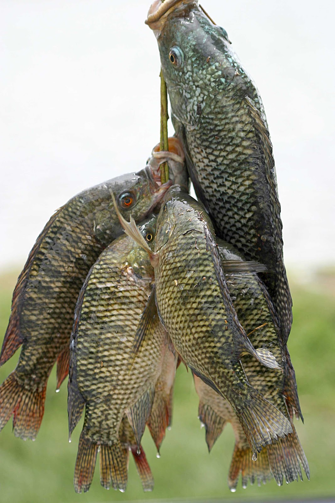 Sustainability & Survival Tilapia Farming