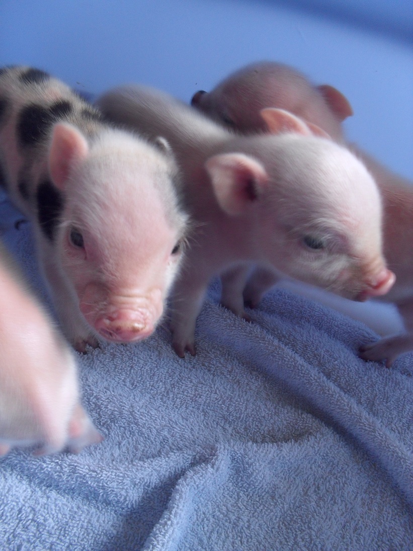 Puny Porker's micro mini pigs New litter!