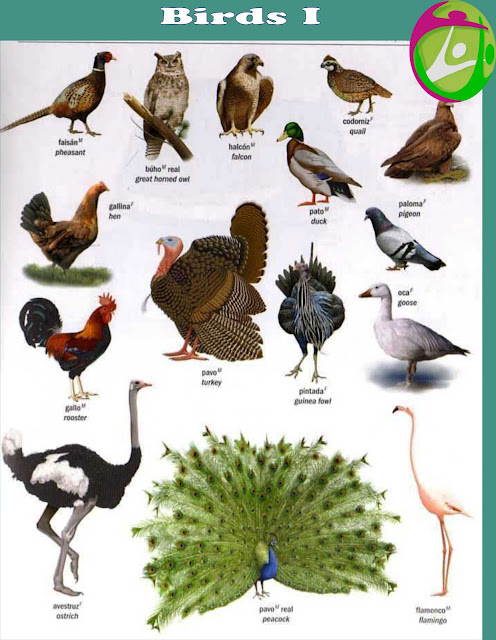 vocabulario ctivo e ilustrado vocabulario ctivo e ilustrado