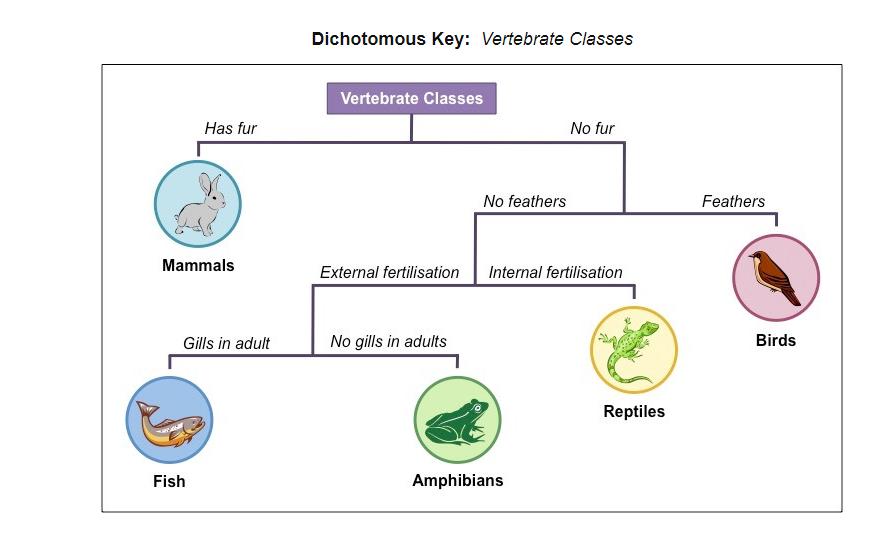 Examples Of The Dichotomous Key Chart vrogue.co