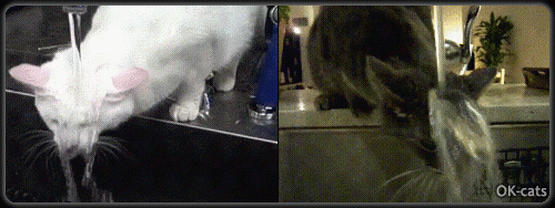 Art Cat GIF with Caption • Hey guys, whatcha doing with your head under faucet water? "Don't ask, no idea!" Art Cat GIF with Caption • Hey guys, whatcha doing with your head under faucet water? "Don't ask, no idea!"