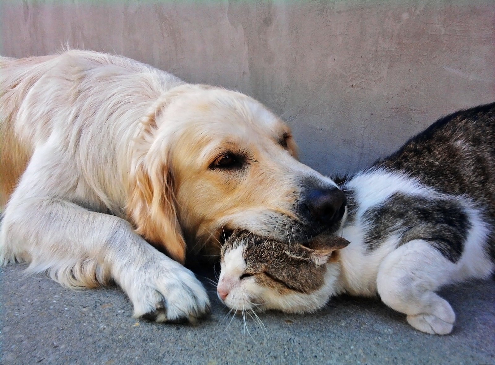 Про дружбу животных. Собака и кошка вместе. Разные животные. Про дружбу животных. Две собачки.