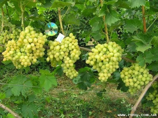 на виноградной лозе виноград как пушок. пасынкование винограда в августе. период покоя винограда. чеховский виноград. чеховский виноград.