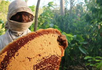 Tafsir Mimpi Lebah Masuk Kedalam Verbal Berdasarkan Primbon Jawa Dan Menurut Islam Lengkap
