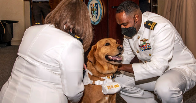 Shetland, a Golden Retriever-Labrador mix, has his new rank pinned on during a ceremony in his honor on Aug. 18 at Sanford Auditorium at USU. (Photo Credit: Courtesy of Tom Balfour, USU)