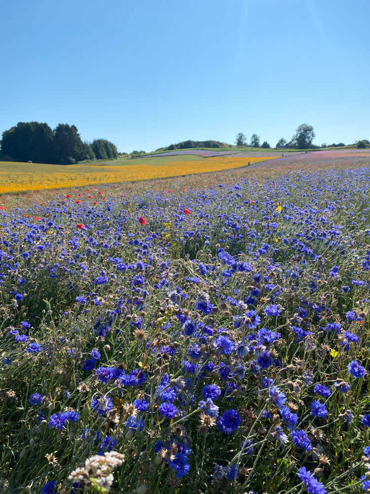 A Fairytale Swedish Summer Cottage / Plus Camp Adventure, Denmark