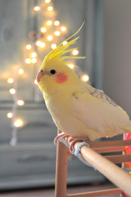 Cockatiels